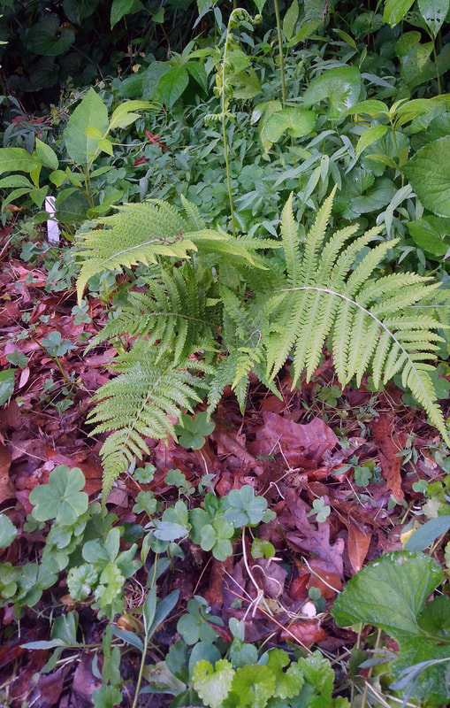 Ferns at the park